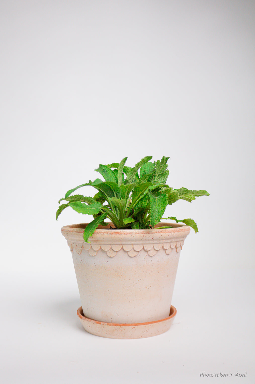 products/SotoProductShootLowQ-2026.jpg